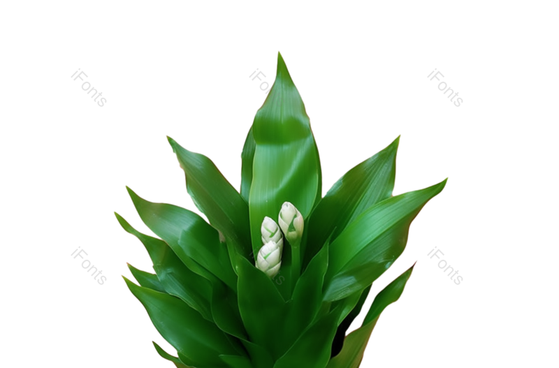 叶子图片,装饰元素,纹理PNG,清新免抠素材